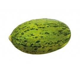 melón piel de sapo f1