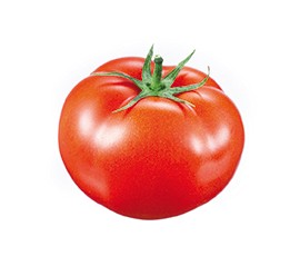 tomate gordo rastrero