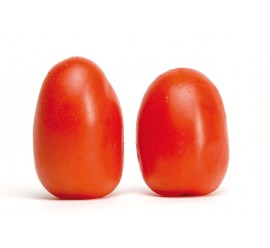 tomate pera encañar tolerante