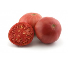 tomate de alcolea
